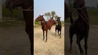 Horse Amazing video | Short viral #horseracing #horsepower |Mix Horse Crossing 