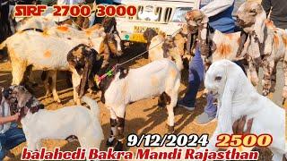 balahedi Bakra Mandi live update 9/12/2024 Rajasthan biggest mandi in Rajasthan totapari and Mewati