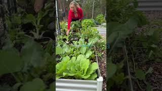 GROW MORE FOOD #vegetablegarden #growyourownfood #garden #asiangreens #growveg  #gardening
