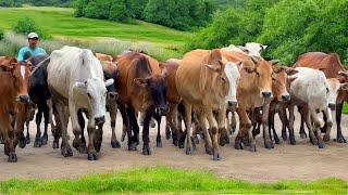 Video of Herding Cows to the Cattle Farm Animal Farm - The sound of cows