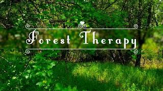 FOREST THERAPY Begin Your Day with Positive Energy of Healing Forest Sounds FRESH MORNING Ambience