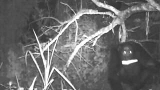 Chimp raiders rob corn fields at night