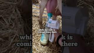 A MILK MACHINE FOR A SHEEP?! (testing the Udderly EZ hand milker for sheep) #sheep #lambing
