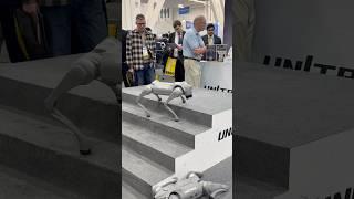 CES 2025 Unitree Robot Dog staircase demo at #CES2025 presented by Toborlife AI #robodog #robotpet