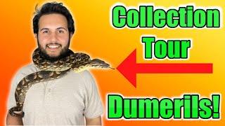 Dumerils Boas Collection Tour!