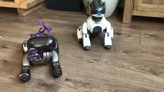 Sony Aibo ERS 7 obedience test!