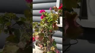 Пышное цветение от одного удобрения #цветы #удобрение #цветынадаче #петуния #герань #дача #клумба