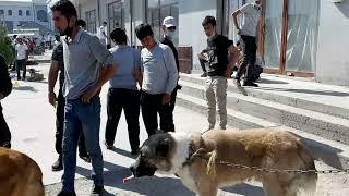 SAMARQAND HAYVON BOZORI IT KUCHUK NARXLARI 2021