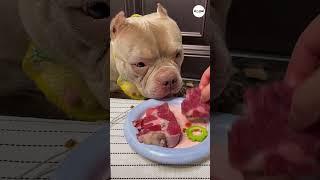 ASMR My Dog Loves Raw Meat #shorts #dogs #puppy