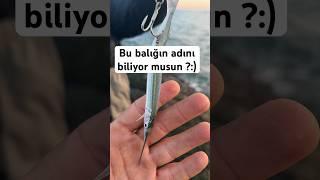 DEV SAHTEYE SALDIRAN YAVRU BALIK ! / At Çek Spin LRF Balık Avı #fishing