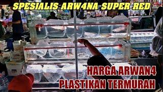 LAPAK ARW4NA TERLENGKAP‼️ UPDATE HARGA TERBARU ANAKAN ARWANA SR MURAH HENDRA PASAR IKAN JATINEGARA