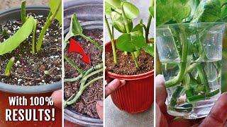 5 EXCELLENT Ways To Propagate Money Plant ONLY Few People Know