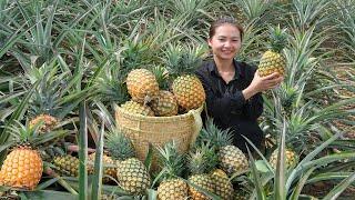 Full Video: Harvesting Super Big Pineapples Goes To Market Sell | Farm | Tieu Lien