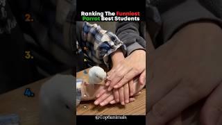 Ranking The Funniest Parrot Best Students  #parrot #sound