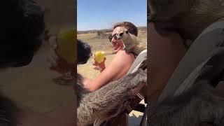 Sunbathing with a Baboon & Meerkat! 