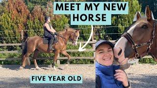 A New Chapter Begins - Meet My New Five Year Old Horse