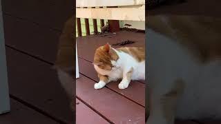 25 seconds of floof #cat #fyp #shortsfeed #shorts #floof