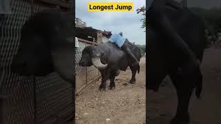 Longest-jump by Buffalo #buffalo #short #creatingforindia #जाफराबादी