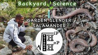 Backyard Science [Garden Slender Salamander] - Hip Hop Science