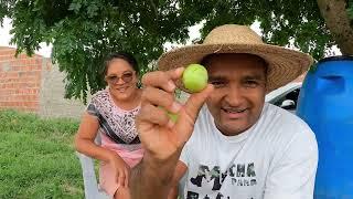 VEJA COMO É A VIDA NO SÍTIO COMIDA NO FOGÃO DE LENHA E MUITO TRABALHO