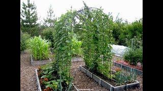 How to Grow Beans: Everyone Can Grow a Garden 2019 #12