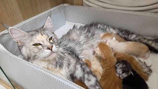 Maine Coon Kittens Livestream!