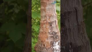 How to control termites in coconut