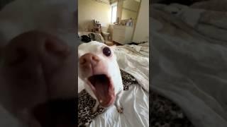 Niki bite the Kuchi Kuchi man