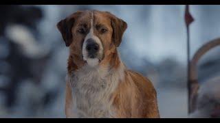 A Dog 2021 Full Movie With English Subtitles WATCH ||