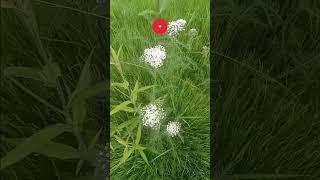 Summer Foraging | Healing Yarrow |  #northwoods