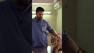 Caracal Hisses at Vet While Being Vaccinated