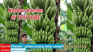 Kebun pisang. Kelebihan budidaya pisang tanam satu kali  panen ber kali - kali #banana #kebunpisang#