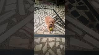 Stella vlogs | #dog #goldenretriever #love #puppies #youtubeshorts #youtube #cute #play #song #news