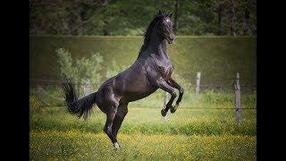 Things worth knowing about Horses