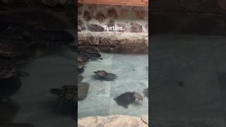 Turtles Swim #turtle #turtles #turtledoves #turtleneck #turtlesquad #aspecialtravel #zoo #romania