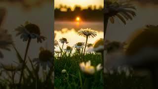#nature7