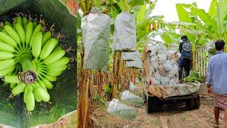 Chicken Egg Banana Planting Techniques to Harvest Supply the Chinese Market - Banana Farming