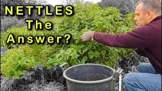 Stinging Nettles: The Secret Ingredient for a Healthy Garden!