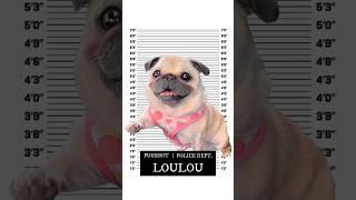 My PUG got arrested!  #dog #pug #funny