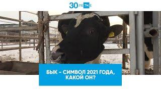 Бык – символ 2021 года, какой он?