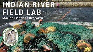 Indian River Field Lab: Marine Fisheries Research