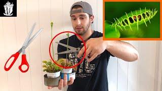 You Need to Cut These Off of your Venus Flytrap - Propagating Venus Flytraps