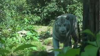 White tiger