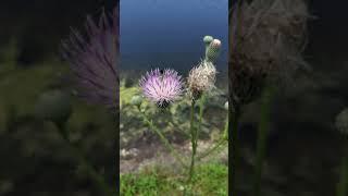 Amateur Forager's Failed Attempt at Bull Thistle in Florida (READ THE DESCRIPTION)