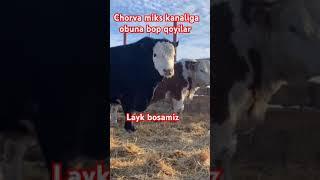 Chorva miks kanaliga obuna bop qoyilar qadrdonlar