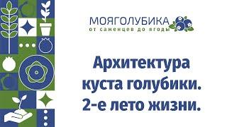 Архитектура куста голубики. 2е лето жизни.