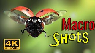 Insects Macro shot Videos IN 4K | beautiful and stunning Stock Video Footage in 4K ULTRA HD