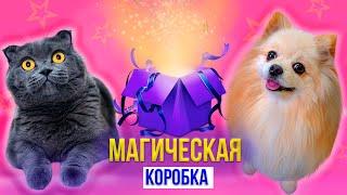 МАГИЧЕСКАЯ КОРОБКА ЖЕЛАНИЙ У НАС ДОМА | СКЕТЧ