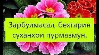 Зарбулмасал, бехтарин суханхои пурмазмун.   