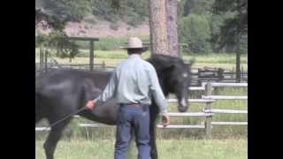 Amazing Horses with Jonathan Field